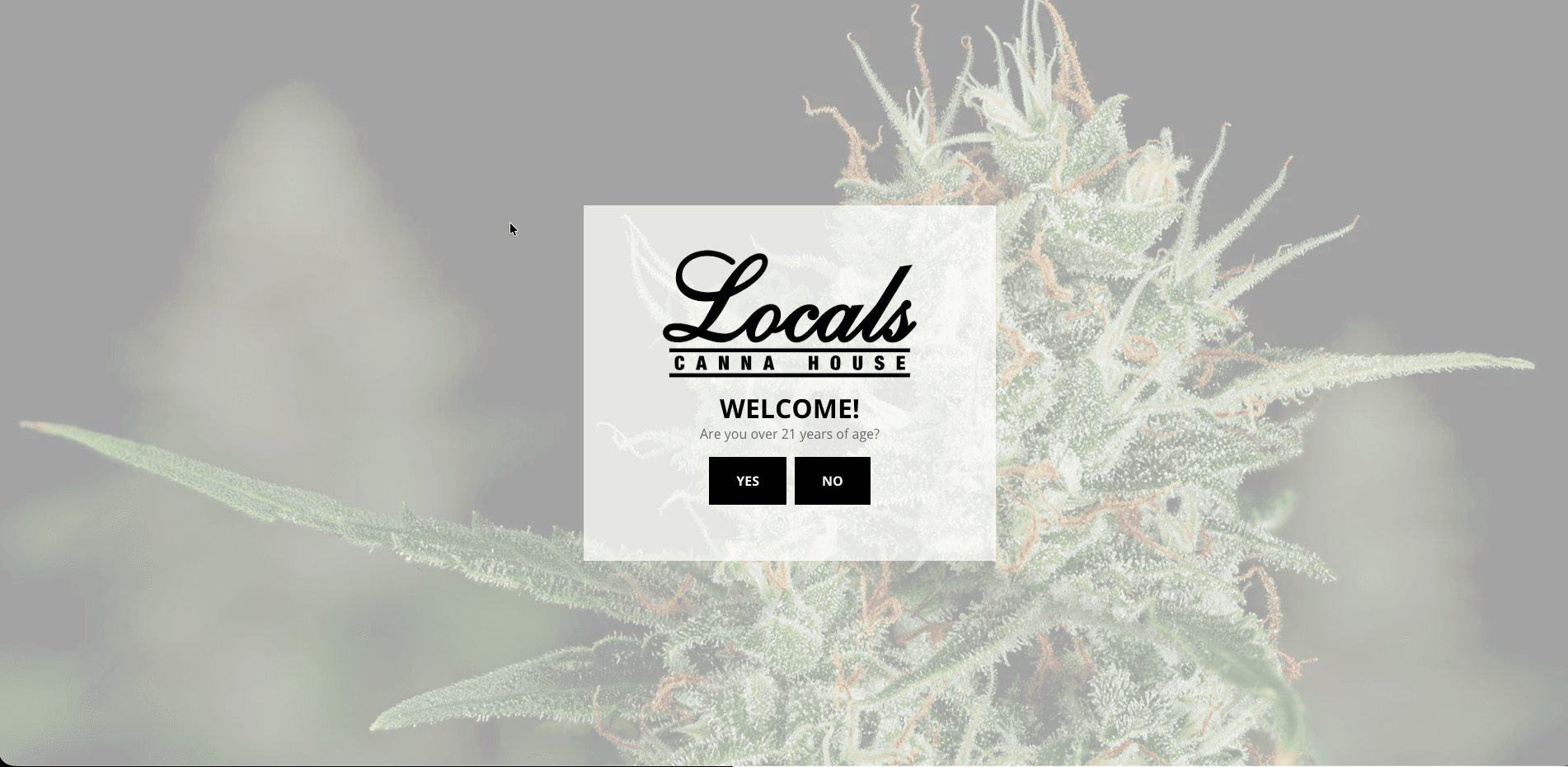 Local's CannaHouse website screenshot for cannabis industry
